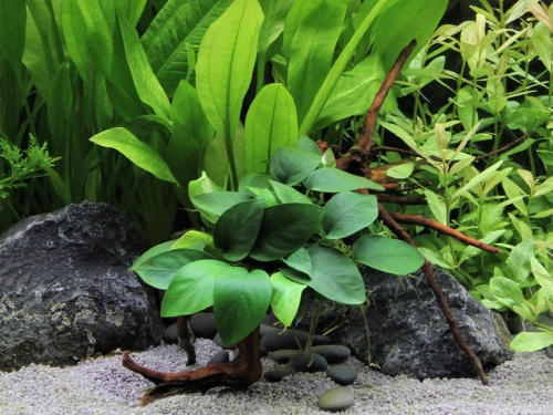 Anubias barteri var. nana auf Spiderwood Zwergspeerblatt 15x9x15cm