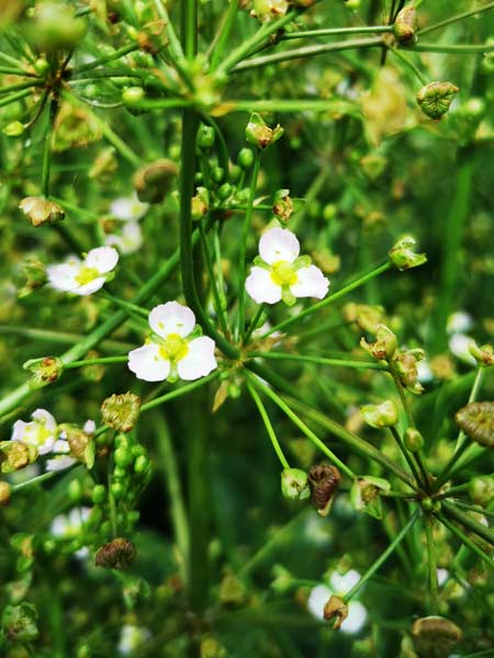 Blüte des Froschlöffels
