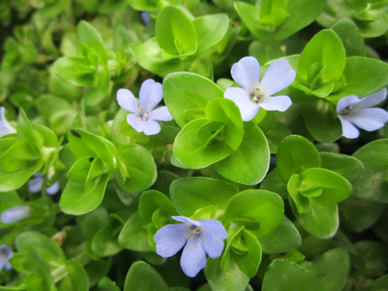 Preview: Bacopa caroliniana - Fettblatt