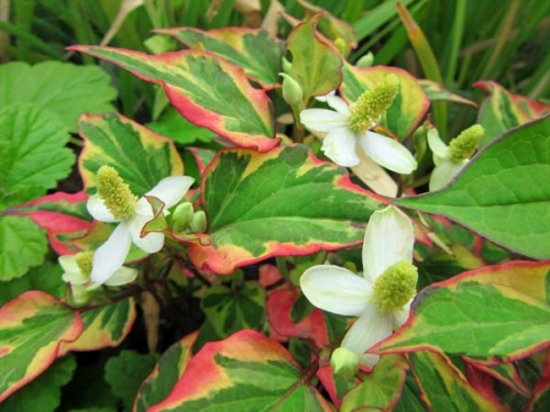 Houttuynie Houttuynia cordata Variegata Teichpflanze H2OPflanze.de