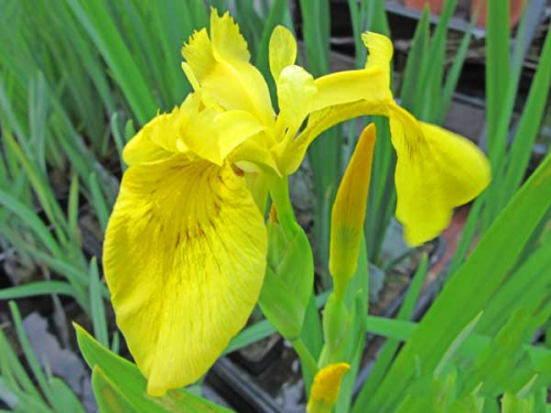 Schwertlilie gelb Iris pseudoacorus Teichpflanze H2OPflanze.de