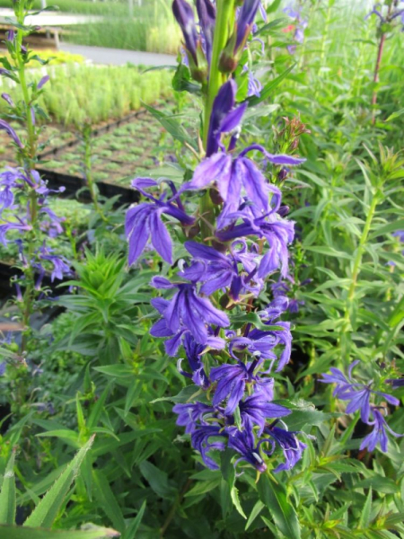 Preview: Wasserpflanze blaube Lobelie