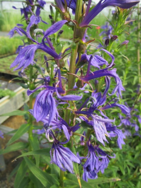 Preview: Wasserpflanze blaube Lobelie