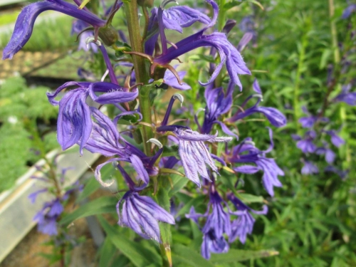 Lobelia sessilifolia - blaue Lobelie