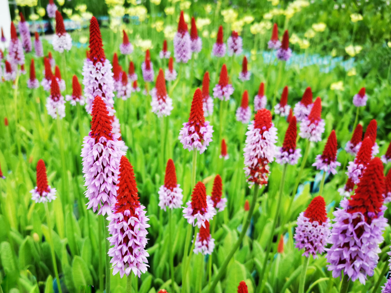 Orchideenprimel – Primula vialii
