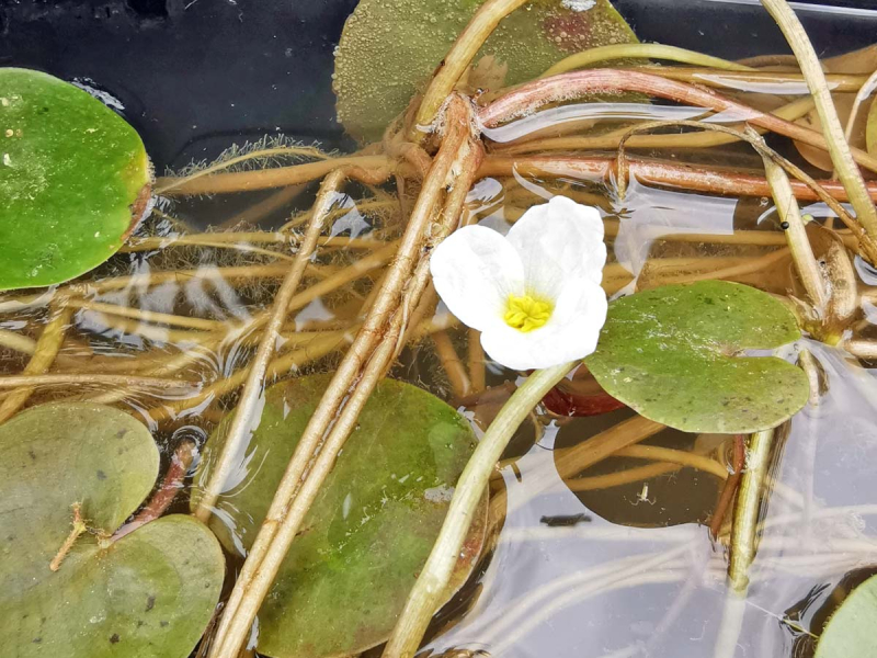 Preview: deutscher Froschbiss - Hydrocharis morsus ranae