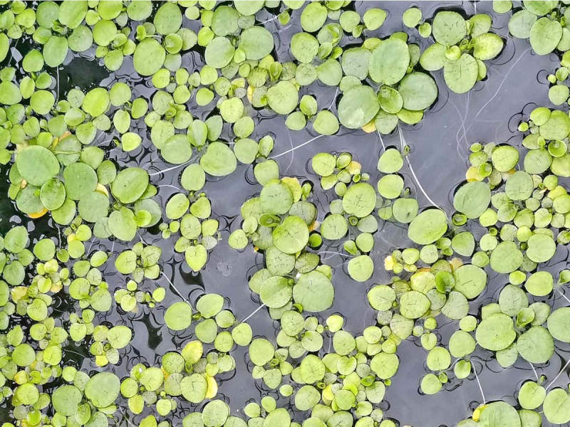Preview: deutscher Froschbiss - Hydrocharis morsus ranae