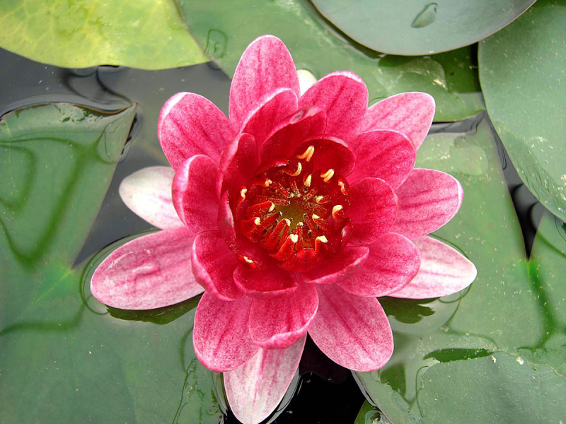 Preview: Zwerg-Seerose - Perry's Baby Red