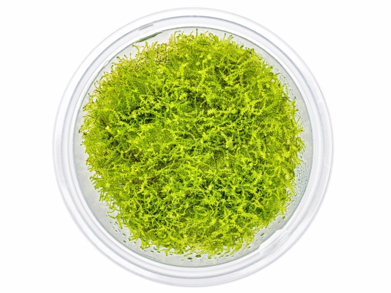 ligustrum plant Sunshine Ligustrum 2.5 Qt main image 1