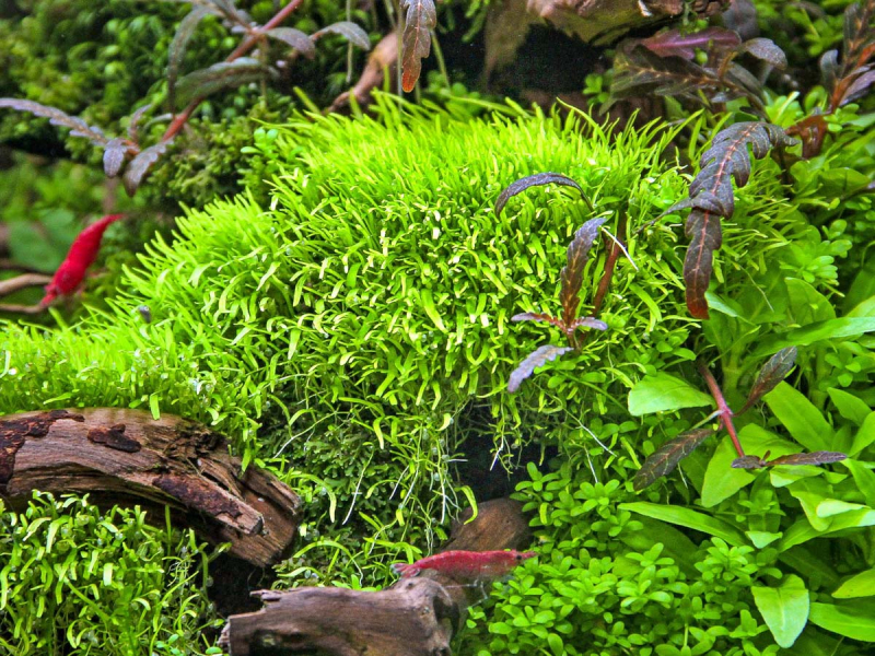 Utricularia graminifolia in vitro Grasblttriger Wasserschlauch