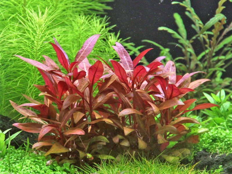 Alternanthera reineckii 'Mini'rotes mini Papageienblatt