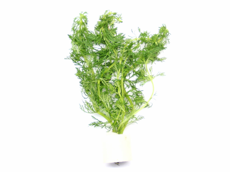 dünger hecke thuja Purgrün Thuja-Brabant-Dünger 1 kg main image 0