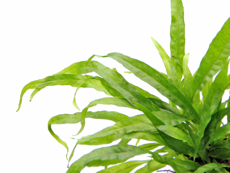 Microsorum pteropus Javafarn online kaufen | h2o-pflanze.de