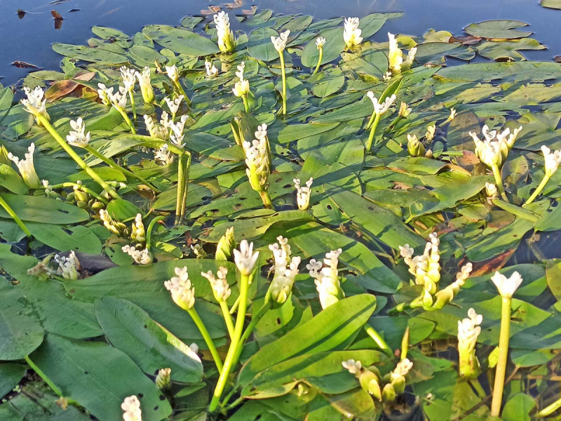 Preview: Aponogeton distachyos - afrikanische Wasseraehre