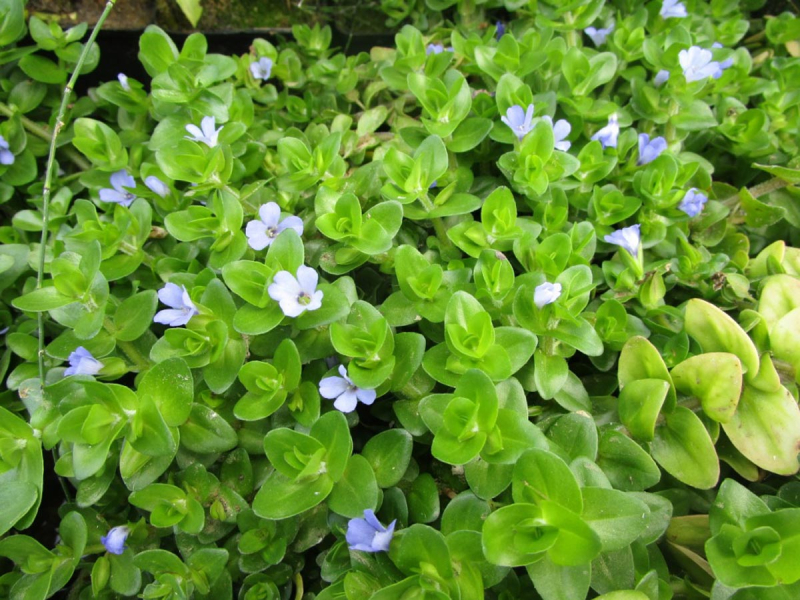 Bacopa caroliniana - Fettblatt