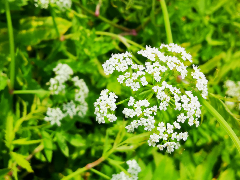 Preview: Berle - Berula erecta