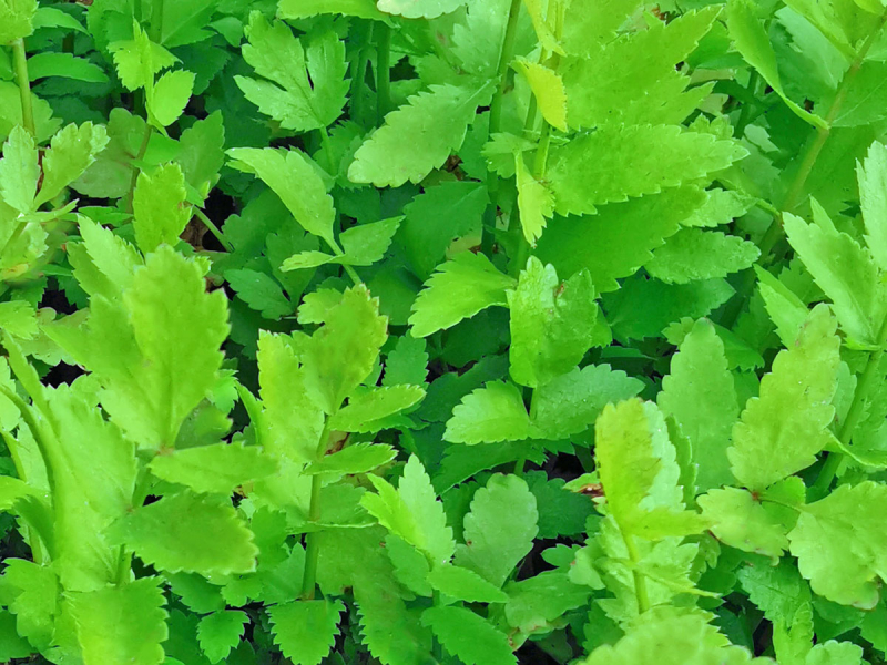 Preview: Berle - Berula erecta