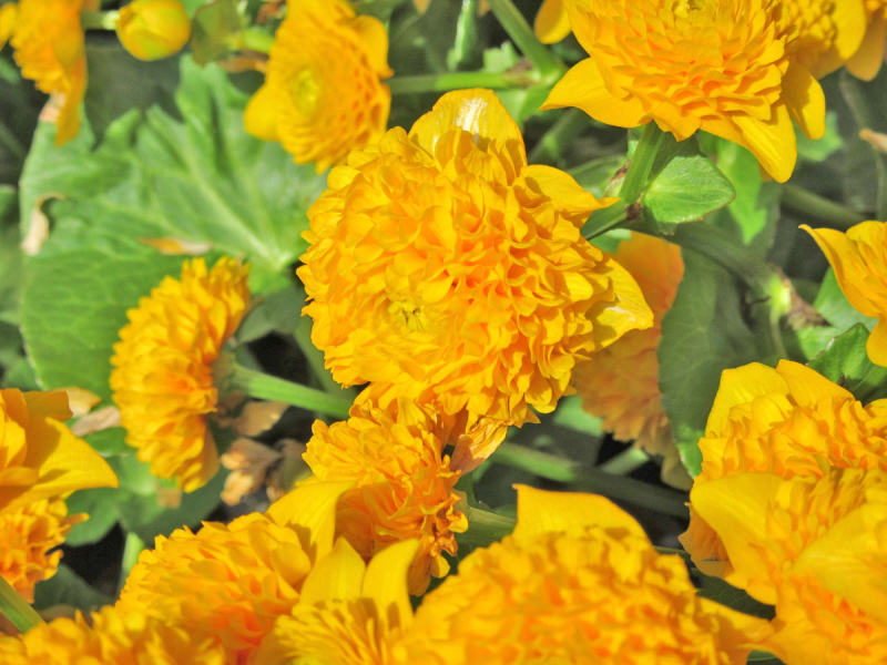 Preview: Caltha palustris Multiplex - Sumpfdotterblume gefüllt