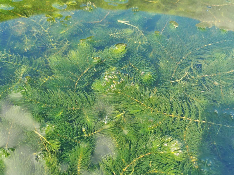 Ceratophyllum demersum - Hornkraut