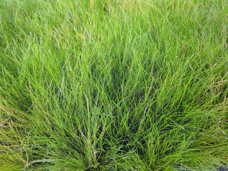 Preview: Nadelsimse - Eleocharis acicularis