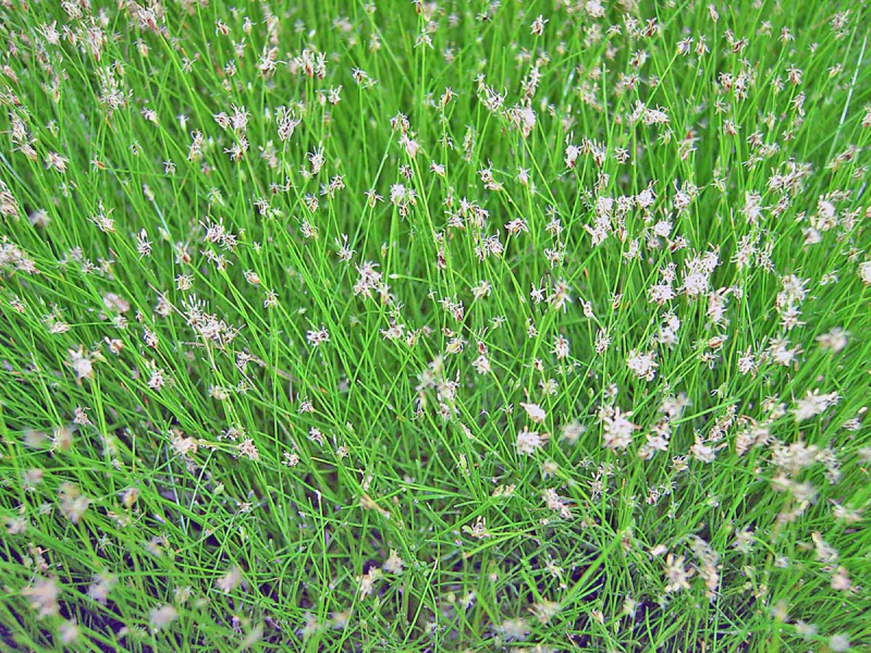 Nadelsimse - Eleocharis acicularis