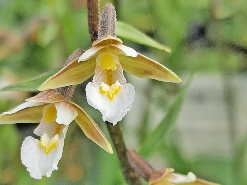 Preview: Sumpfwurz - Epipactis palustris