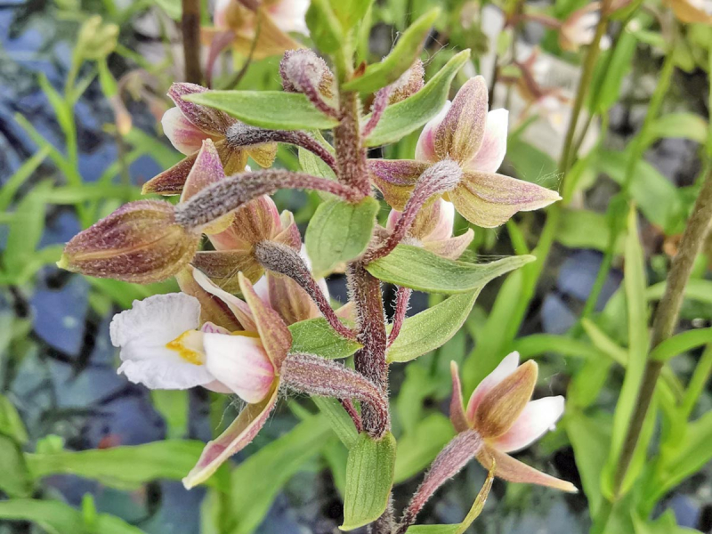 Sumpfwurz - Epipactis palustris