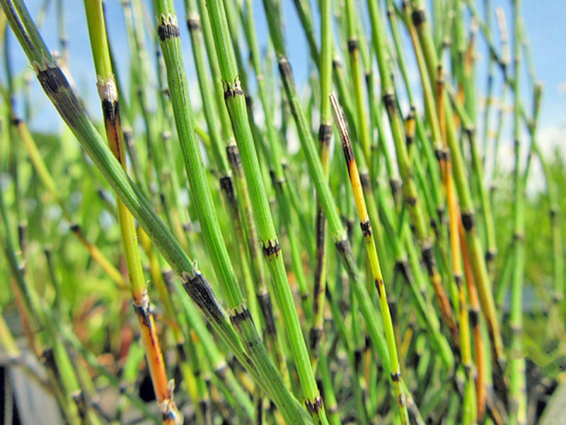 Preview: Zwerg-Schachtelhalm - Equisetum scirpoides