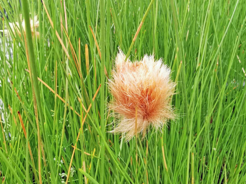 Preview: sibirisches Wollgras - Eriophorum russeolum