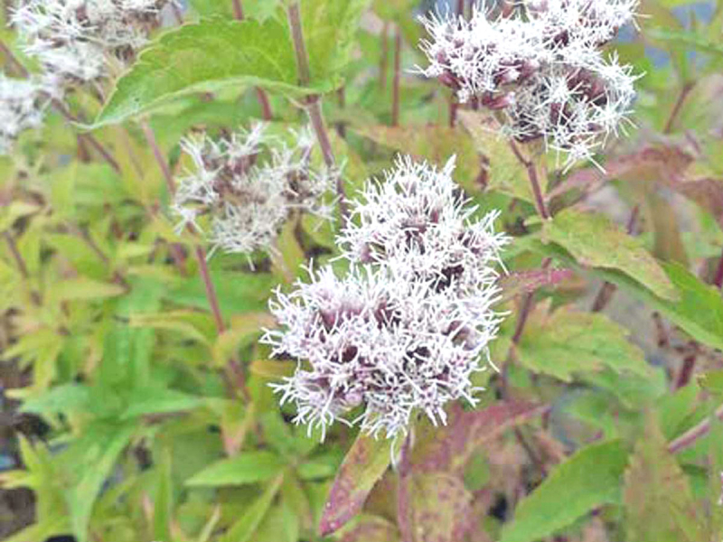 Preview: Eupatorium cannabinum - Wasserdost