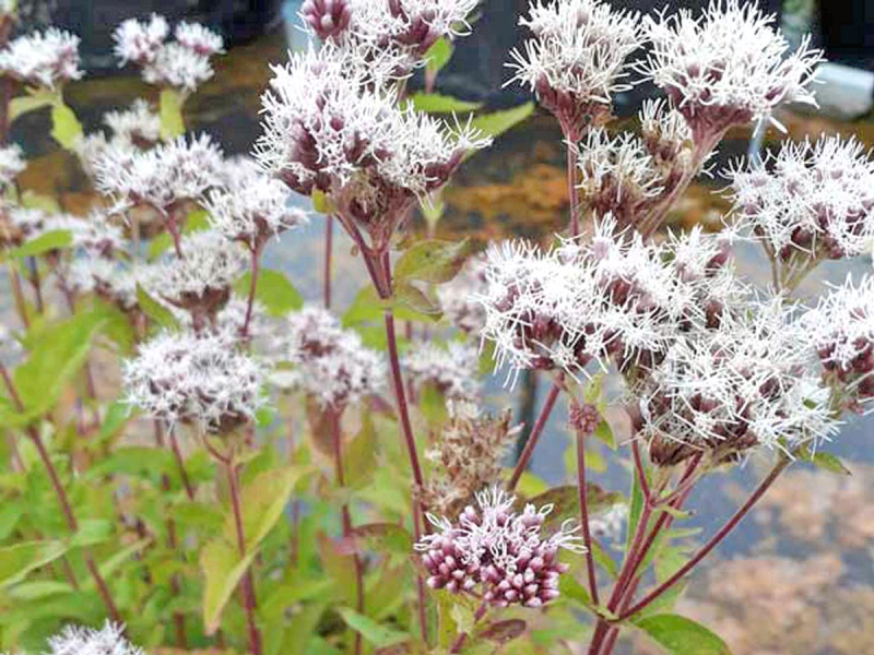Wasserdost - Eupatorium cannabinum