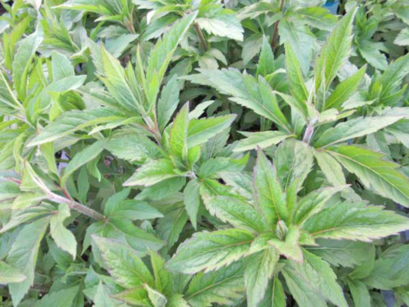 Preview: Eupatorium cannabinum - Wasserdost