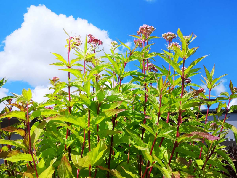 Preview: Wasserdost - Eupatorium cannabinum