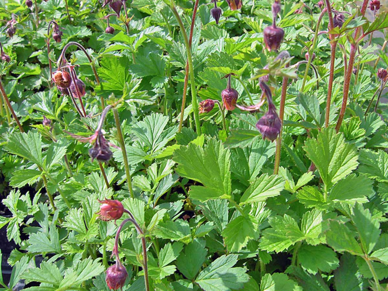 Preview: Bachnelkenwurz - Geum rivale