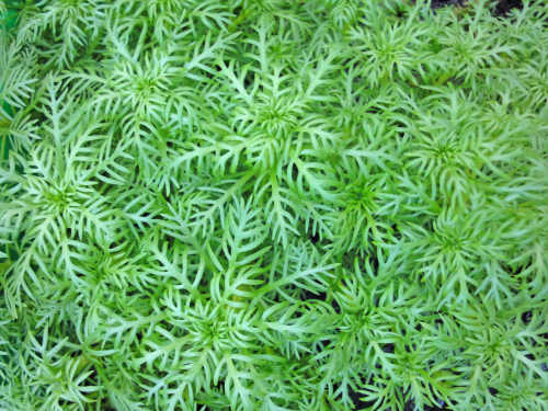 Preview: Wasserfeder - Hottonia palustris