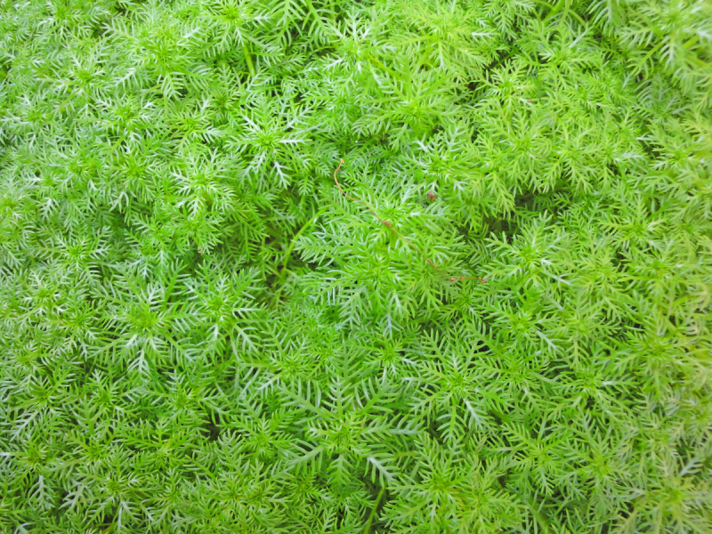 Preview: Wasserfeder - Hottonia palustris
