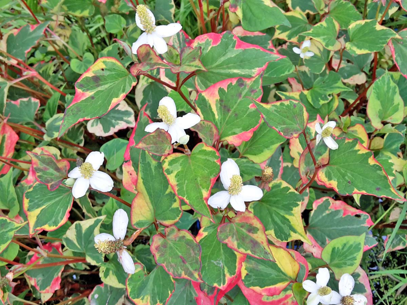 Eidechsenschwanz  - Houttuynia cordata Chameleon