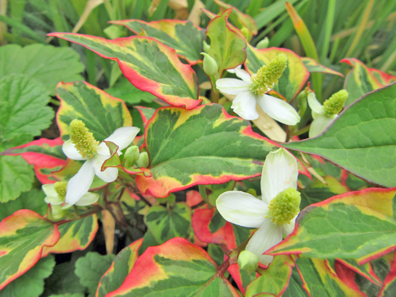 Eidechsenschwanz - Houttuynia cordata Chameleon