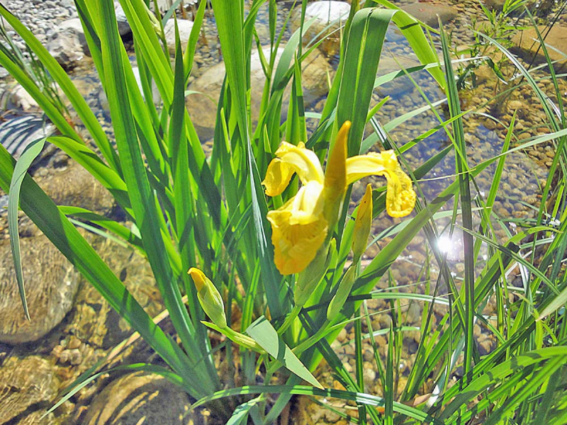 Preview: Iris pseudoacorus - gelbe Schwertlilie