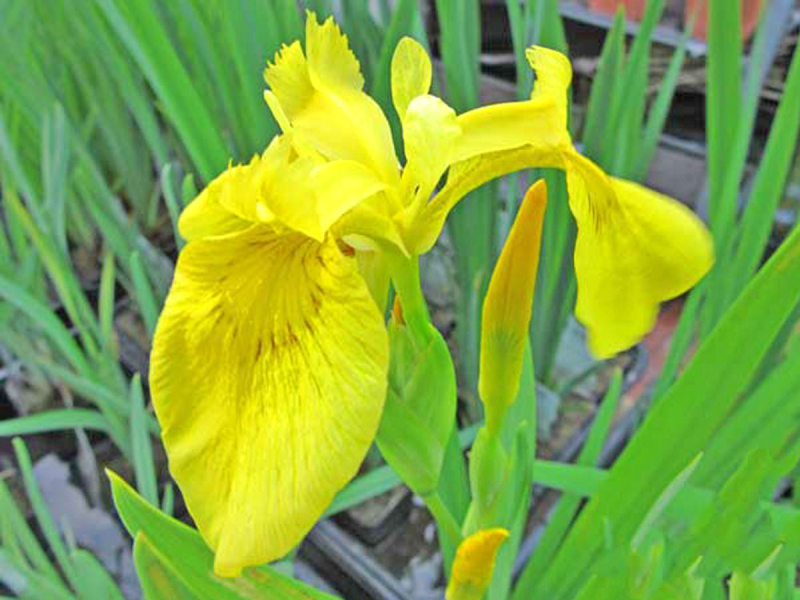 Preview: Iris pseudoacorus - gelbe Schwertlilie