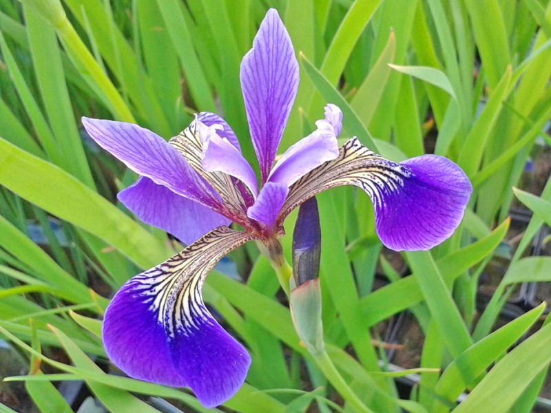 Preview: Iris versicolor - blaue Sumpfiris