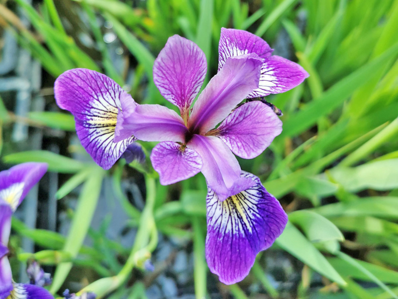 Iris versicolor - blaue Sumpfiris