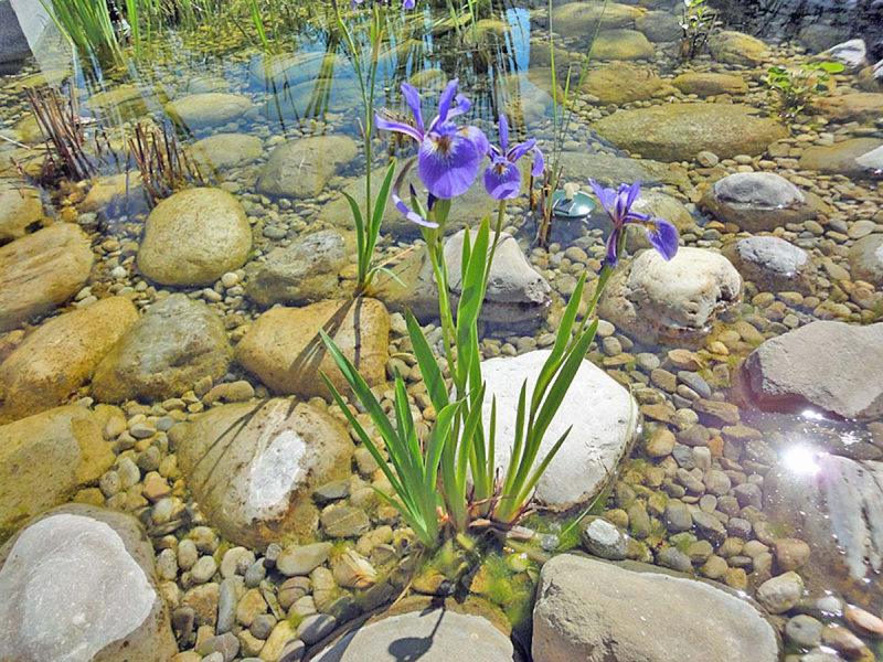 Preview: Iris versicolor - blaue Sumpfiris