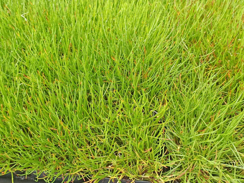 Preview: Strandling - Littorella uniflora, Bild 2
