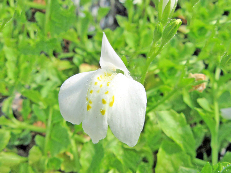 Preview: Mazus reptans Alba - weißes Lippenmäulchen