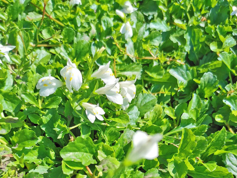 Preview: Mazus reptans Alba - weißes Lippenmäulchen