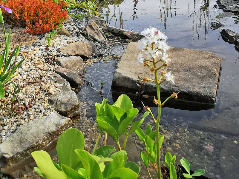 Preview: Fieberklee - Menyanthes trifoliata