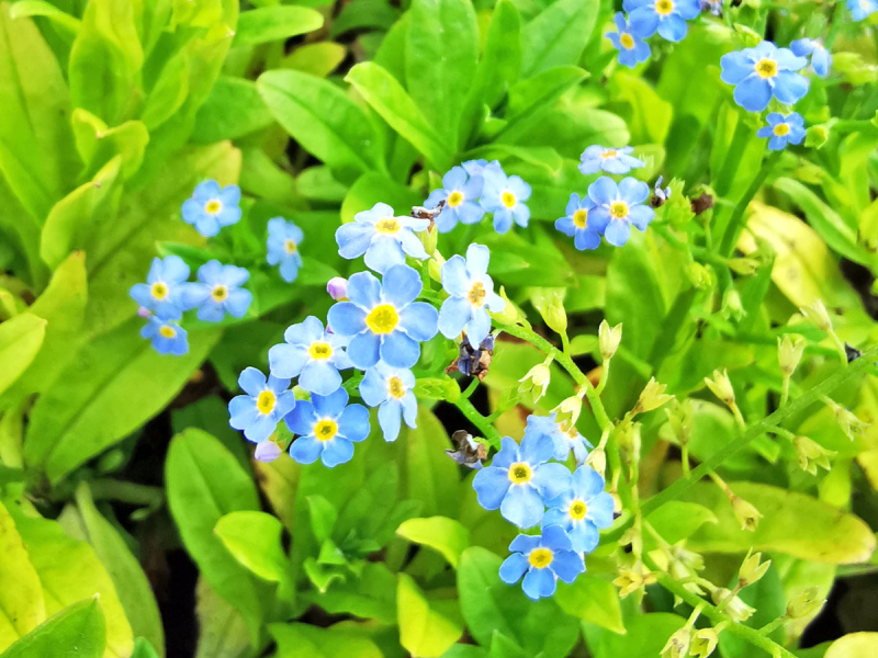 Preview: Sumpfvergißmeinnicht - Myosotis palustris