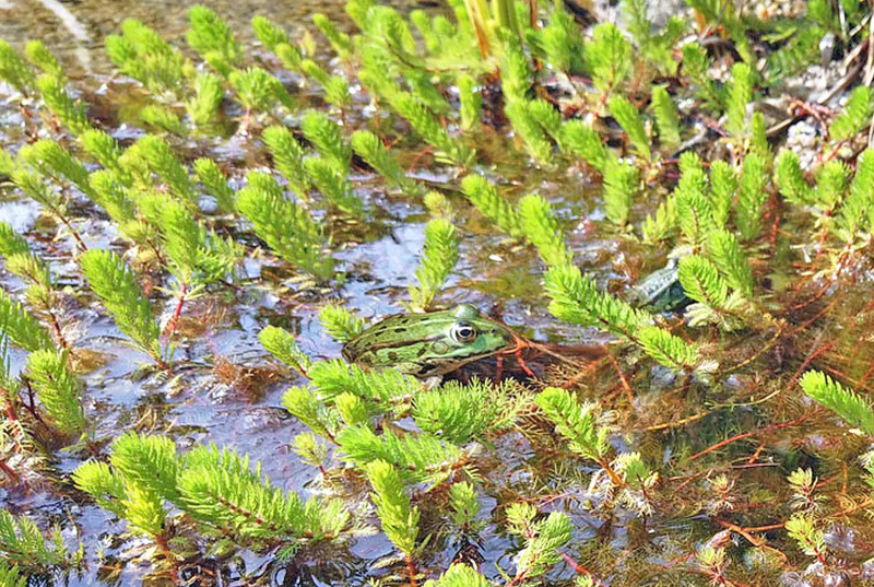 Preview: Tausendblatt - Myriophyllum hippuriodes