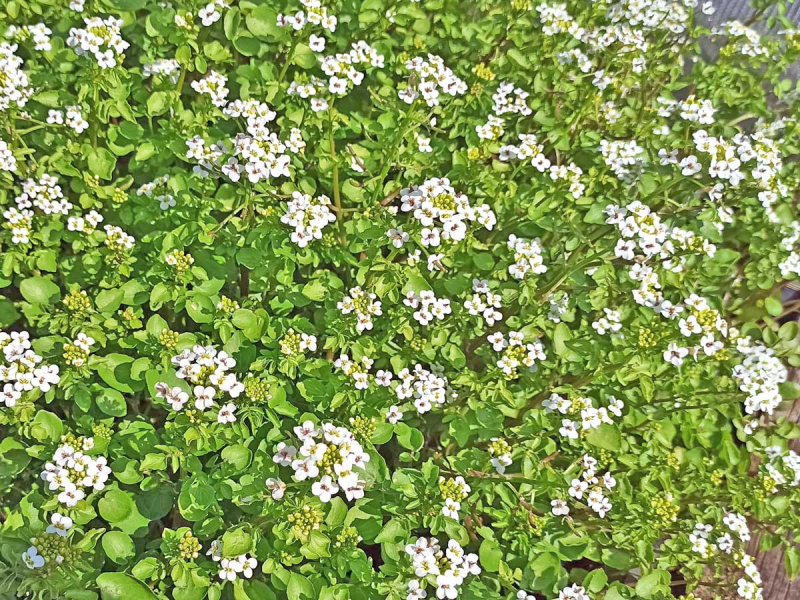 Preview: Echte Brunnenkresse - Nasturtium officinale